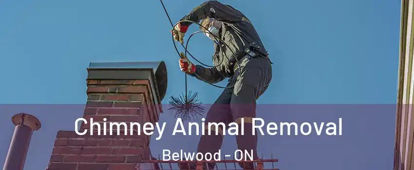  Chimney Animal Removal Belwood - ON