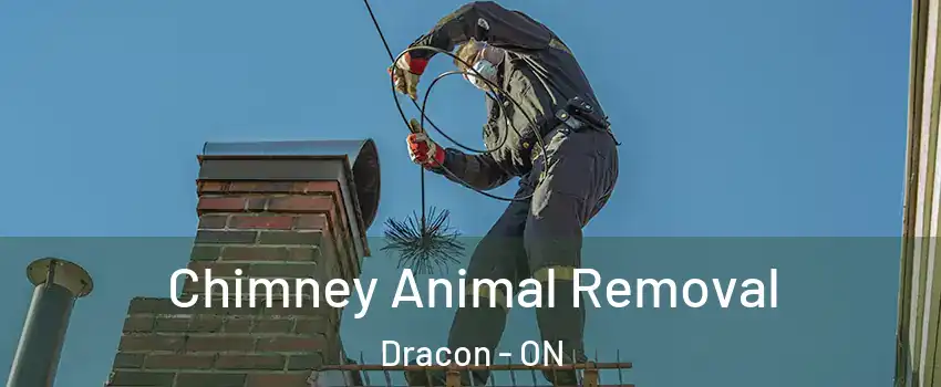  Chimney Animal Removal Dracon - ON