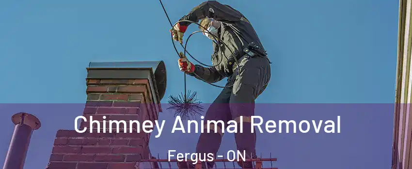  Chimney Animal Removal Fergus - ON
