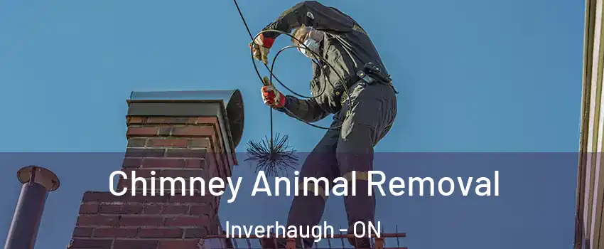  Chimney Animal Removal Inverhaugh - ON
