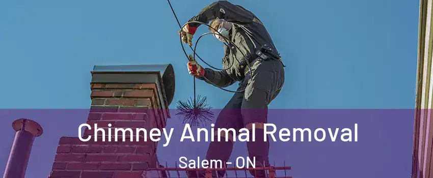  Chimney Animal Removal Salem - ON