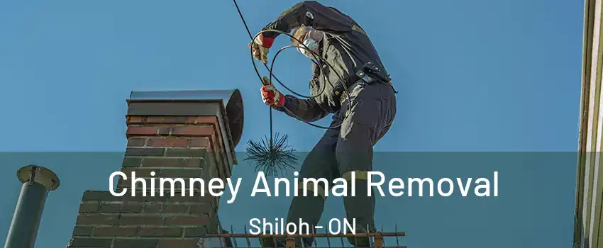  Chimney Animal Removal Shiloh - ON