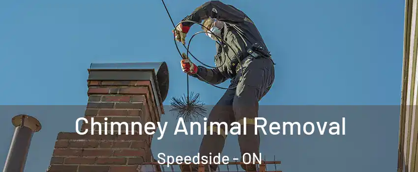 Chimney Animal Removal Speedside - ON